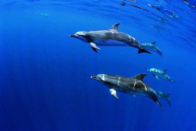 Nuotando con i delfini nell'isola di Terceira