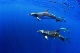 Nager avec les dauphins dans l'île de Terceira