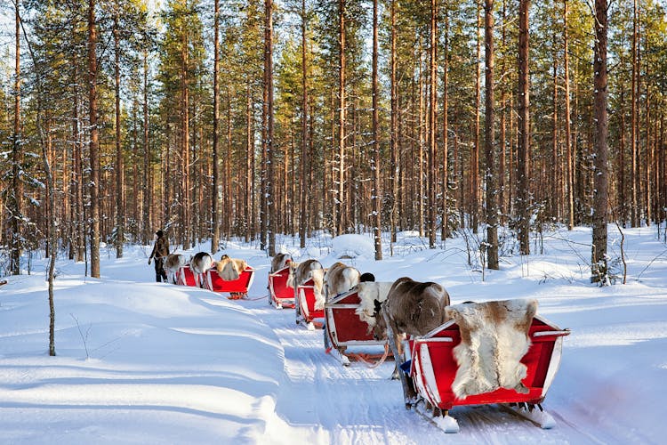 Photo of Reindeer sledding caravan safari with people in winter forest at Rovaniemi, Lapland, Northern Finland.