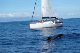 鲸鱼和海豚观看帆船与饮料，小吃和游泳时间