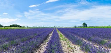 Opastettu kierros Lavender Fields & Distillery Nîmesin ja Arlesin välillä