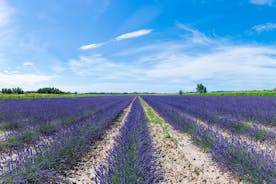 Rundvisning i lavendeldestilleriet mellem Provence og Camargue