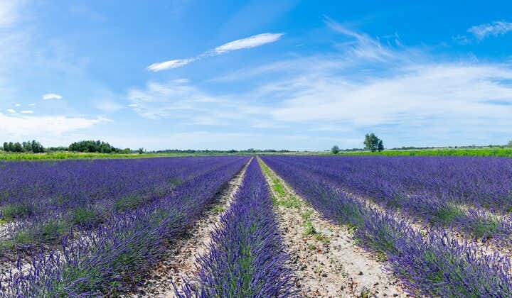 Guided tour Lavender Fields & Distillery between Nîmes & Arles