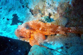 Dykning i Naxos av Bluefindivers - Dyk i Grekland - Fantastiska dykplatser