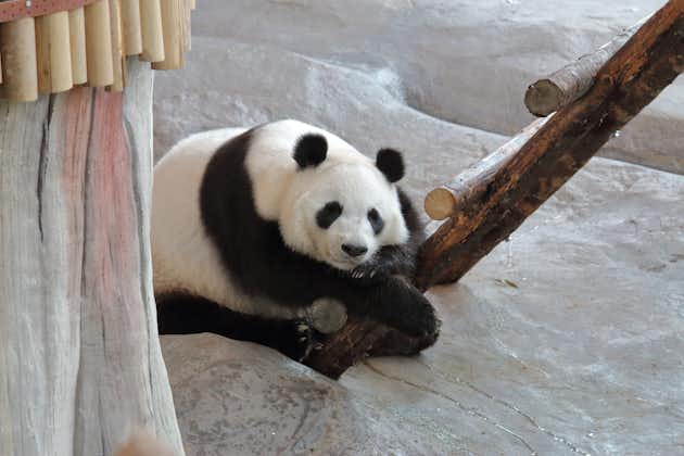 Photo of female Giant Panda (Ailuropoda melanoleuca) "Jin Bao Bao" aka "lumi" in Ähtäri Zoo Panda House, Finland.