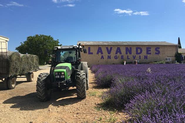 Visite de 4 heures des champs de lavande à Valensole au départ d'Aix-en-Provence