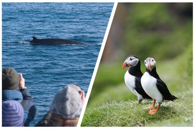 Dos en uno: excursiones de avistamiento de ballenas y frailecillos desde Reikiavik