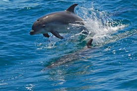 Dolphin Watching in the Wild - Half Day 