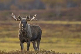 Moose safari adventure on ebike