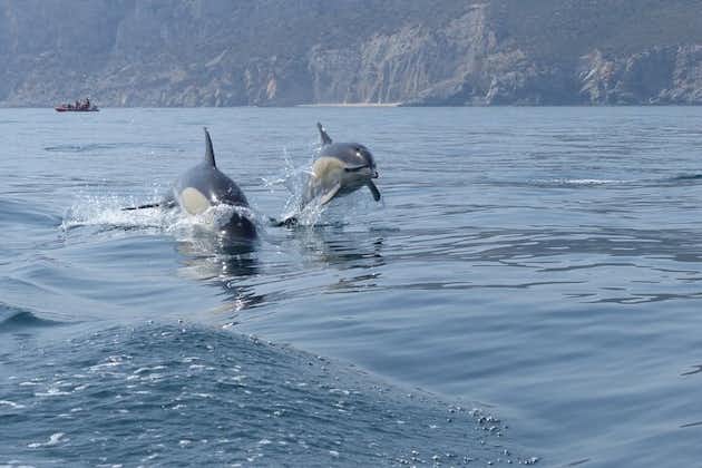 Avistamiento de delfines en Arrábida (Región de Lisboa)