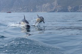Dolfijnen spotten in Arrábida (regio Lissabon)