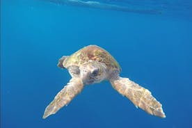 Tenerife per kajak- en snorkelavontuur in kleine groep