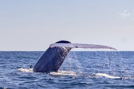 Excursão de meio dia de observação de baleias e golfinhos