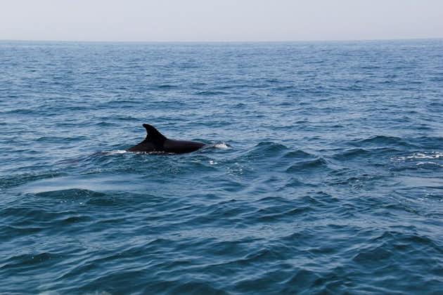 拉各斯的海豚鲸鱼观赏活动