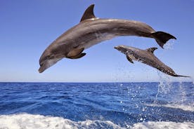 Dolphins Island Cruise