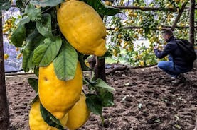 Privétour: het pad van de citroenen
