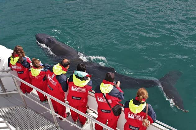 Whale Watching from Akureyri, Iceland