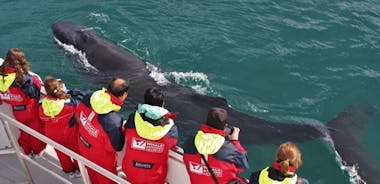 观看从阿库雷里市中心的鲸鱼