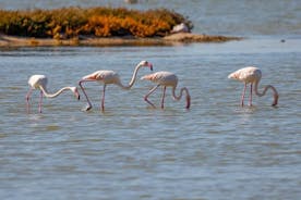 Safari and Birdwatching in Vjose-Narte Protected Landscape