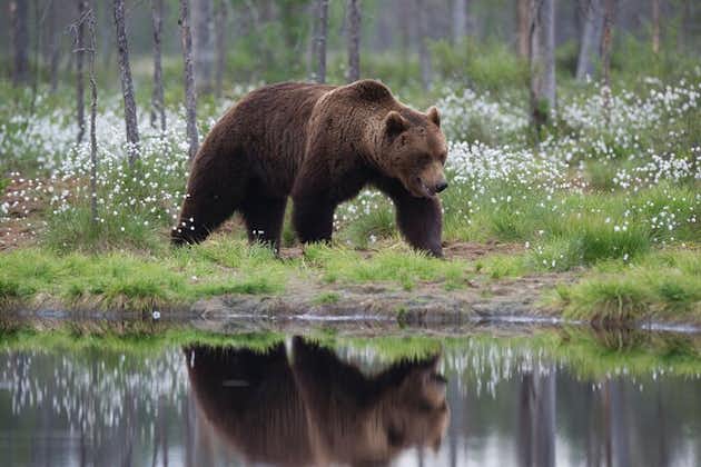Photographie d'ours en été