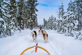 Experiência em pequenos grupos de Husky Mushing em Rovaniemi