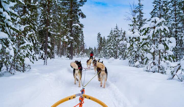 Lille gruppe Husky Mushing-oplevelse i Rovaniemi