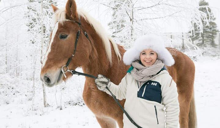 Tour to Aurora Horses Farm with Charming Finnhorses