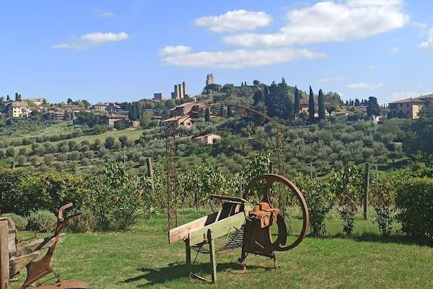 "Sweet Hills of Chianti & San Gimignano" 점심 식사 및 2번의 시식 포함