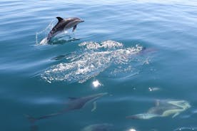 Dolphin Safari, hellar og strandlengja.