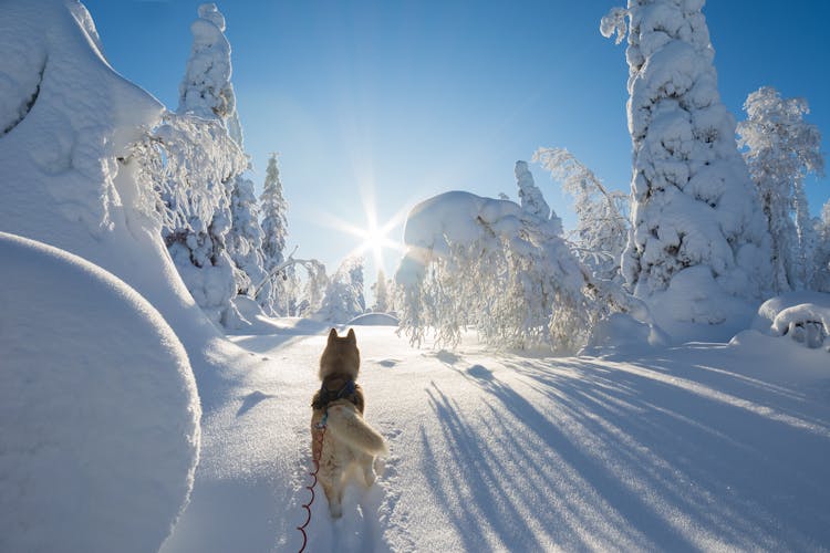 Photo of Siberian husky in beautiful winter landscape ,Kuusamo.
