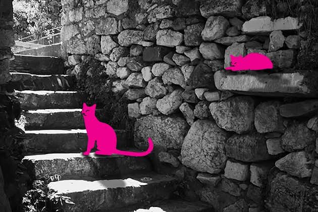 Self-guided Virtual Tour of the Cats of Athens: Cats on the prowl