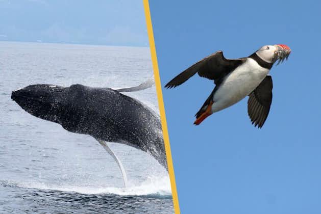 Super Saver Icelande : croisière d'observation d'oiseaux marins plus croisière d'observation des baleines au départ de Reykjavik