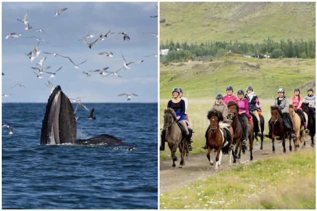 Excursión a caballo islandés y crucero de avistamiento de ballenas desde Reikiavik