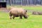 Photo of an endangered Southern White Rhino in Woburn safari park, UK.