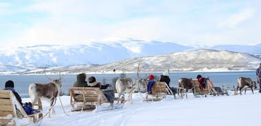 Tour con giro su slitta trainata da renne del popolo Sami da Tromso