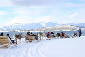 Rendieren voeren, Sami-cultuur en korte rit in een rendierenslee, vanuit Tromsø