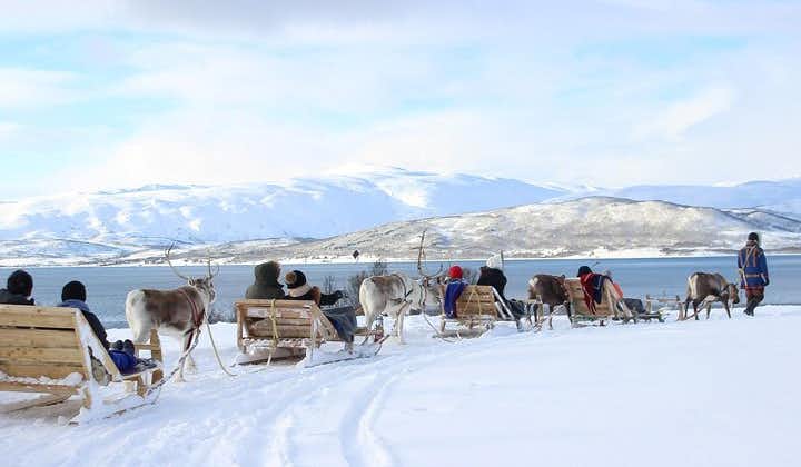 Rendieren voeren, Sami-cultuur en korte rit in een rendierenslee, vanuit Tromsø