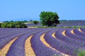 Tour naar de lavendelvelden van de Provence in Valensole vanuit Marseille