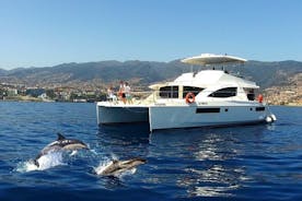 Luxury Dolphin and Whale Watching in Funchal, Portugal