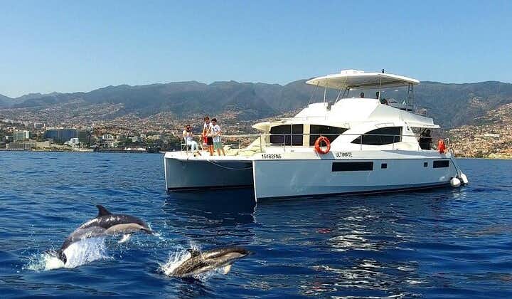 VipDolphins Luxury Whale Watching
