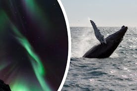 Halvdag Whale Watching och Northern Lights Combo Tour