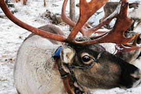Julenissens reinsdyr- og huskysafari + nissealvefarm + Aurora BBQ!