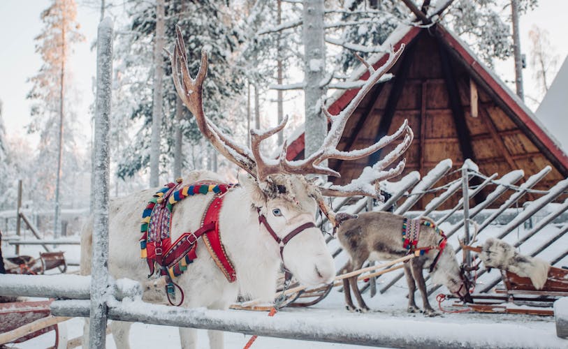 Photo of deer with sledge in winter forest in Rovaniemi, Lapland, Finland.