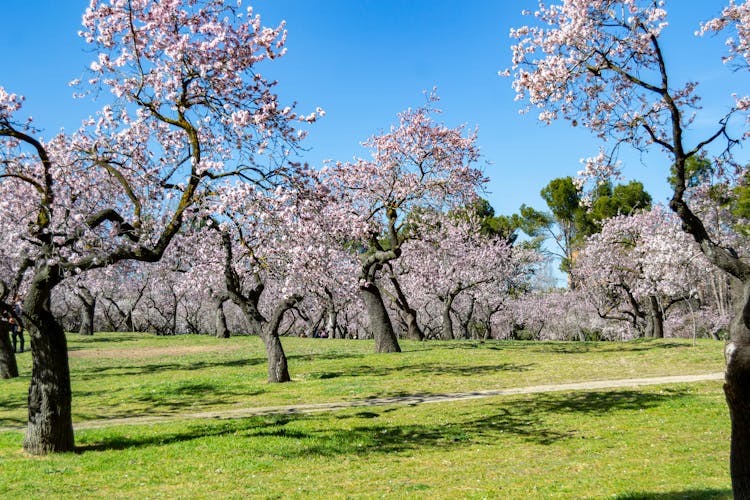 Photo of the Quinta de los Molinos park in Madrid in full spring bloom of the almond and cherry trees.