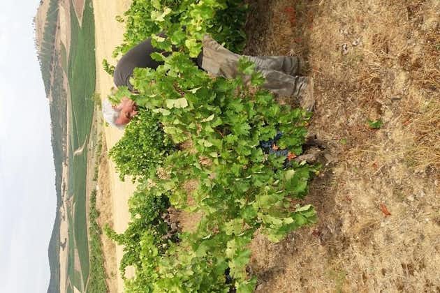 Olivenolie og Navarre vingårdsbesøg med prøvesmagninger og frokost i lille gruppetur
