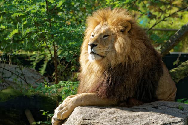 Photo of lion in Hellabrunn Zoo in Munich, Germany.