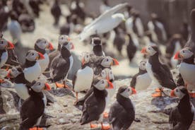 Inner Farne National Trust Bird Sanctuary - 3 horas de viagem para as Ilhas Farne