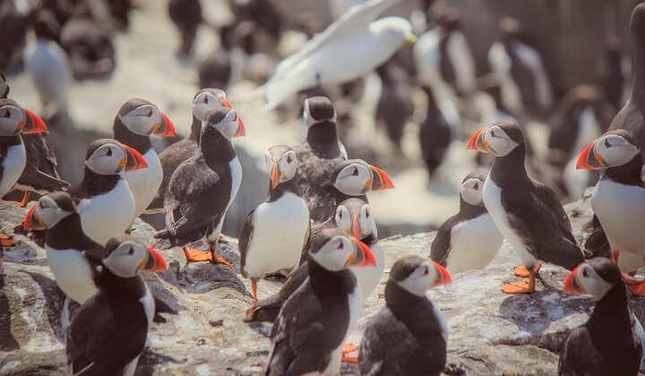 Inner Farne National Trust Bird Sanctuary - 3 hr trip to the Farne Islands