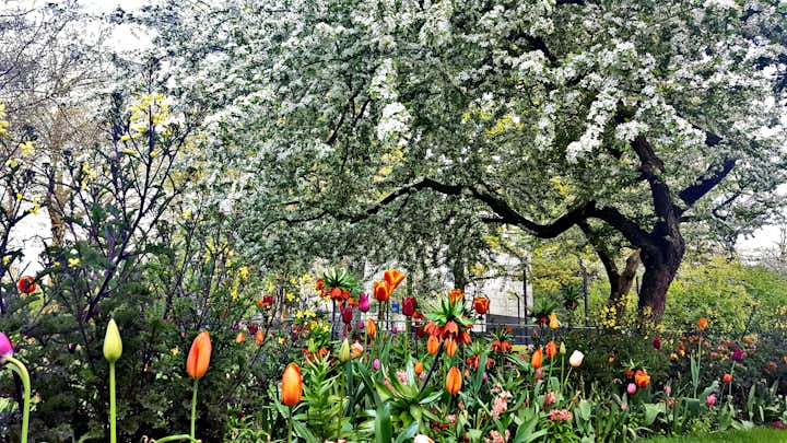 Photo of Tulip Garden at the Artis Amsterdam Zoo.