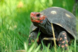 Billet coupe-file pour la cité des tortues A Cupulatta en Corse